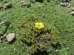 Sivun Oxalis erythrorhiza Gill. kuva