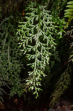 Plancia ëd Hymenophyllum caudiculatum var. productum (C. Presl) C. Chr.