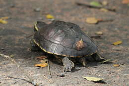 Image of Malayemys khoratensis Ihlow, Vamberger, Flecks, Hartmann, Cota, Makchai, Meewattana, Dawson, Kheng & Rödder