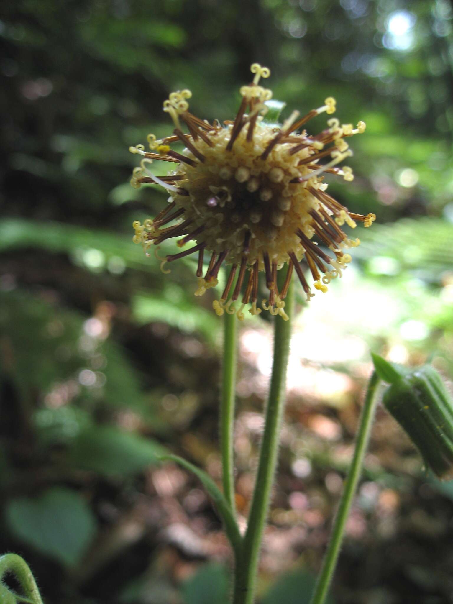 Image of Rugel's Indianplantain