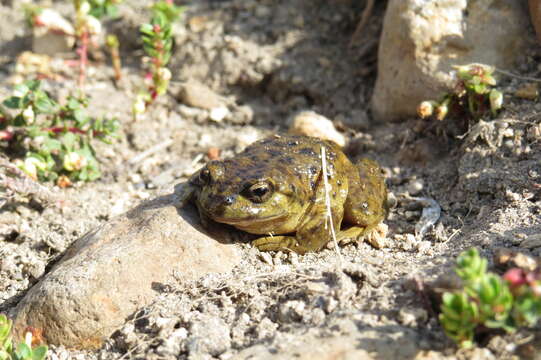 Image of Pehuenche Spiny-chest Frog