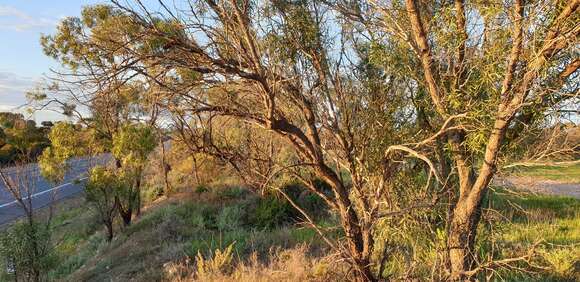 صورة Myoporum platycarpum R. Br.