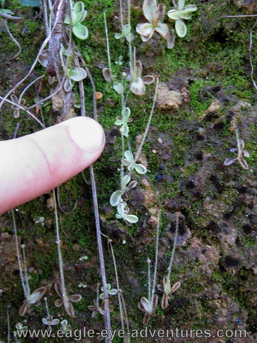 Image of Pinguicula crenatiloba DC.