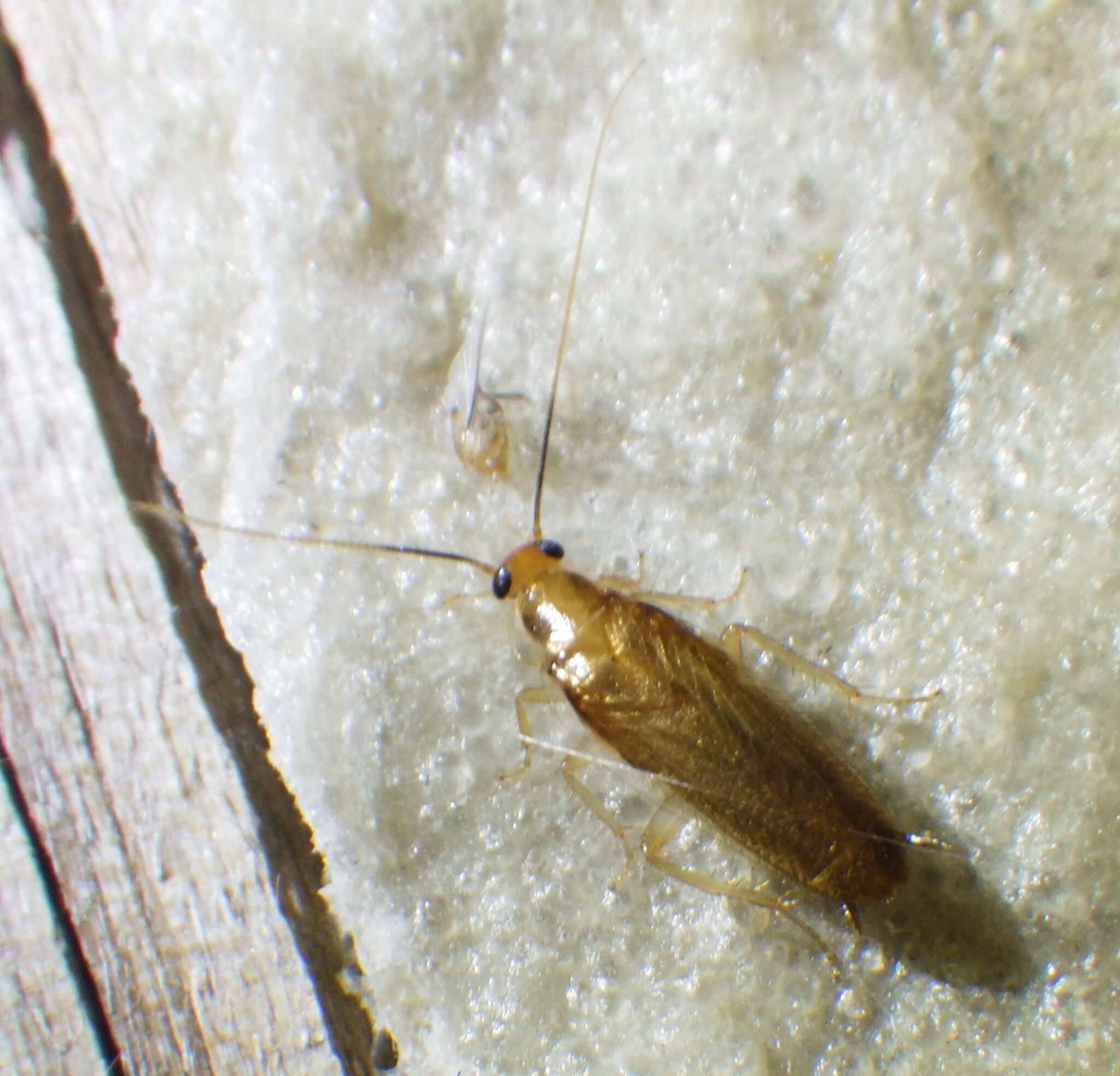 Image of Cockroach