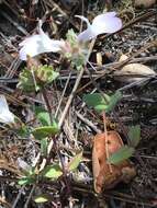 Image de Collinsia bartsiifolia Benth.