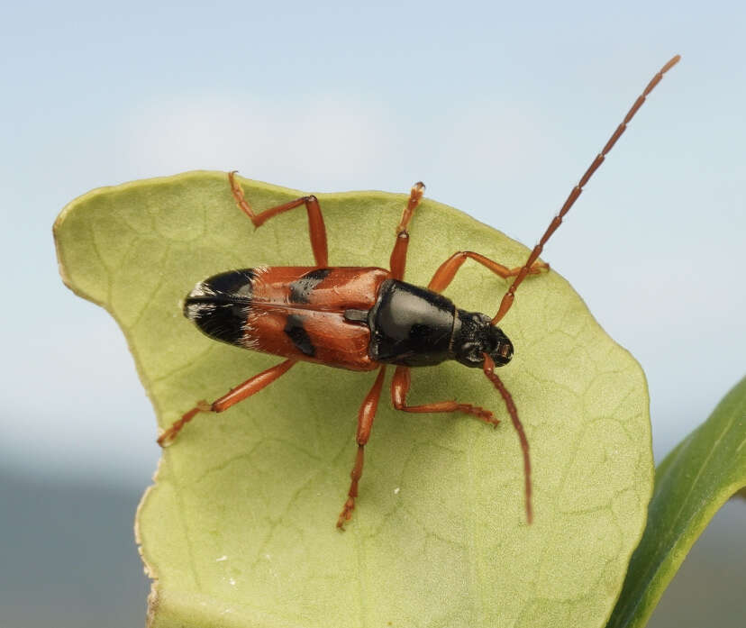 Image of Anastetha raripila Pascoe 1866