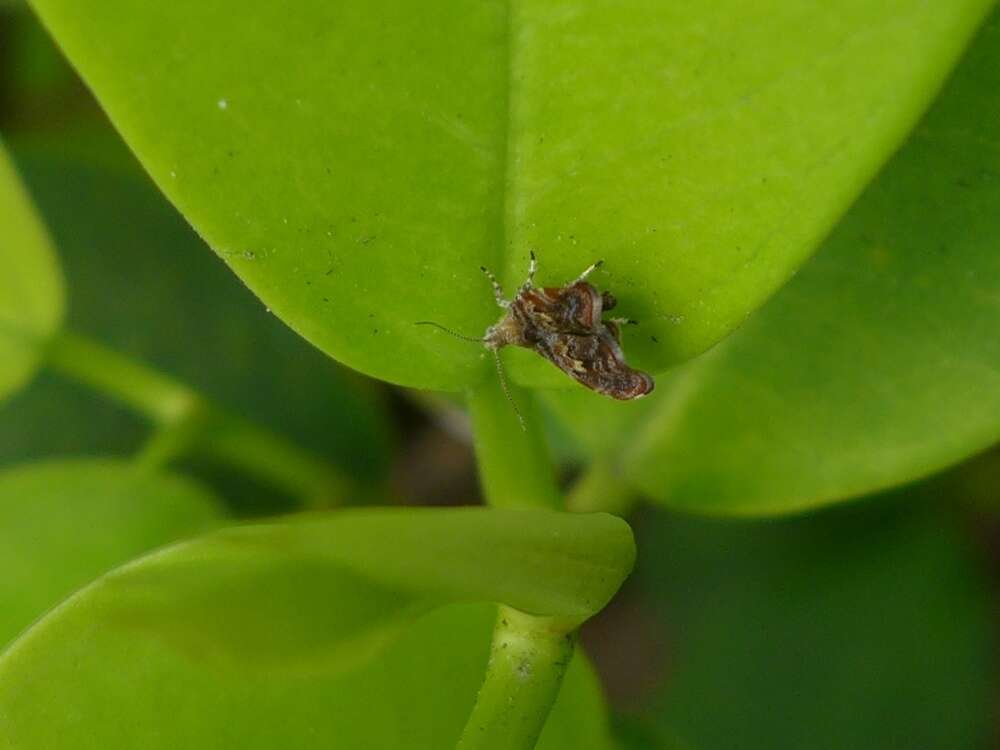 Image of Choreutis sexfasciella Sauber 1902