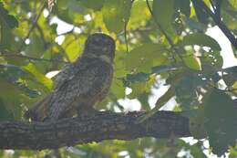 Image of Mottled Wood Owl