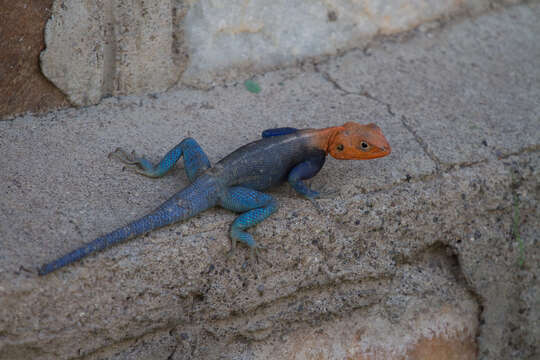 Image of Agama lionotus dodomae Loveridge 1923