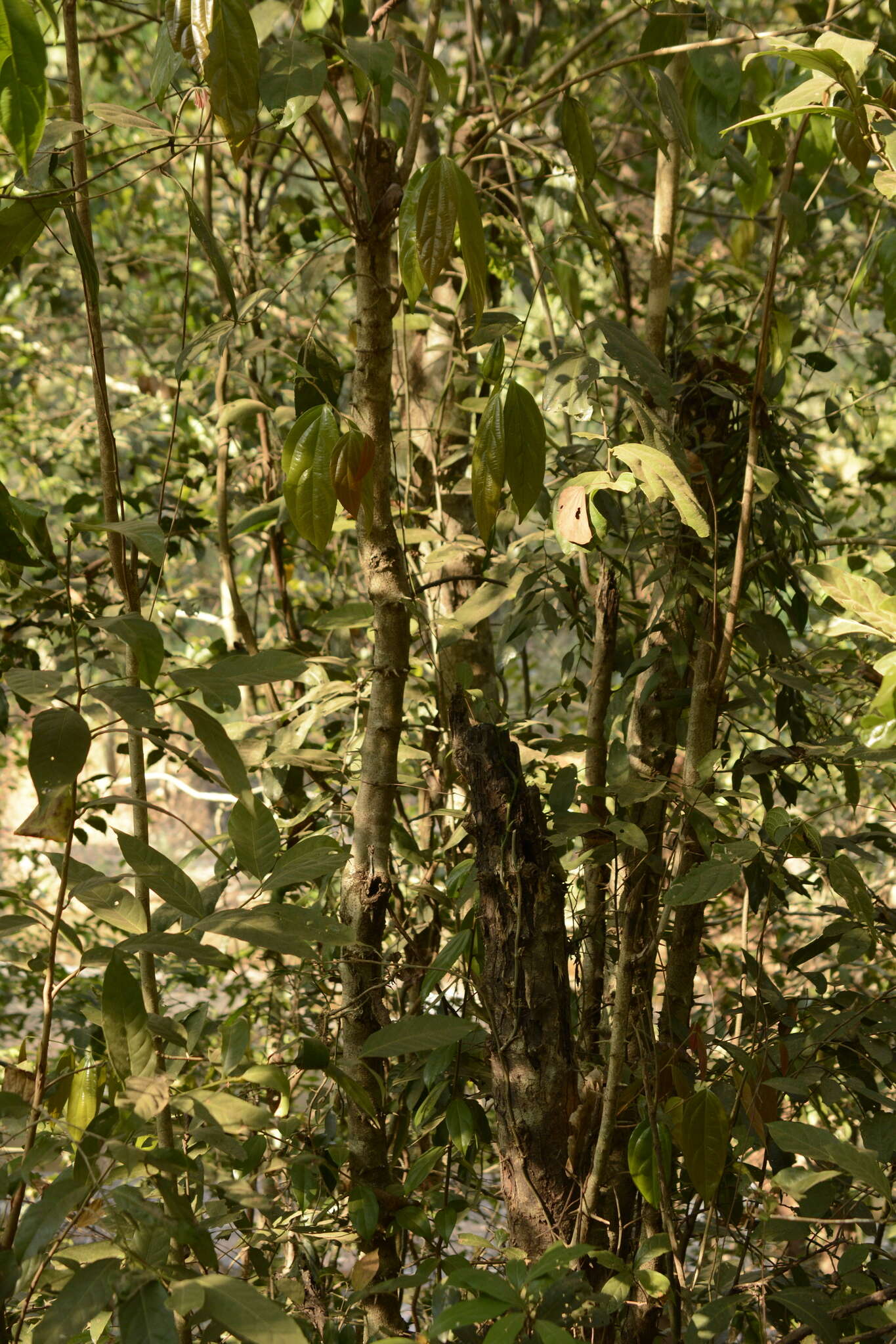 Image of Flacourtia montana J. Grah.