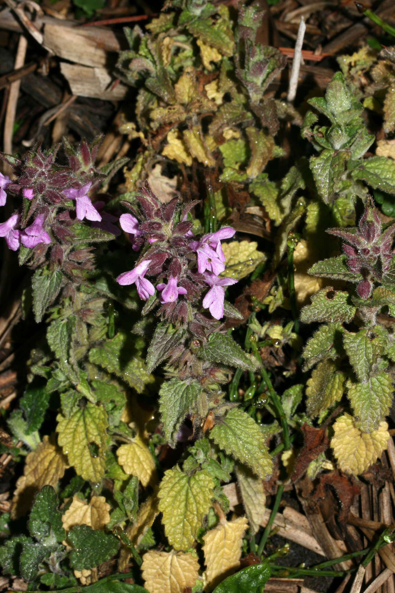 Image of Stachys elliptica Kunth