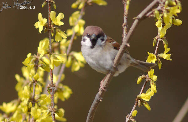 Image of Eurasian Tree Sparrow