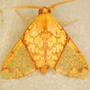 Image of Premolis semirufa Walker 1856