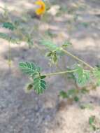 Image of Arizona poppy