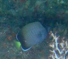 Image of African Butterflyfish