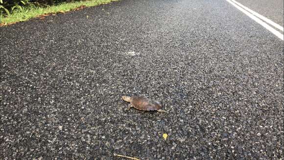 Image of Australian Saw Shelled Turtles