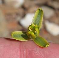 Imagem de Albuca viscosa L. fil.