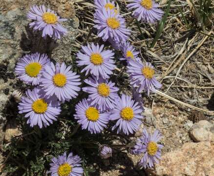 Слика од Erigeron pinnatisectus (A. Gray) A. Nels.