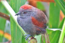 Image of Slaty Spinetail