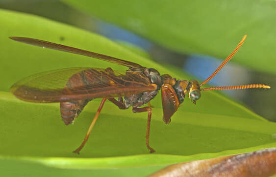 Image of Euclimacia nuchalis (Gerstaecker 1885)