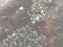 Image of Oyster