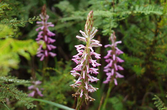 Image of Satyrium rostratum Lindl.