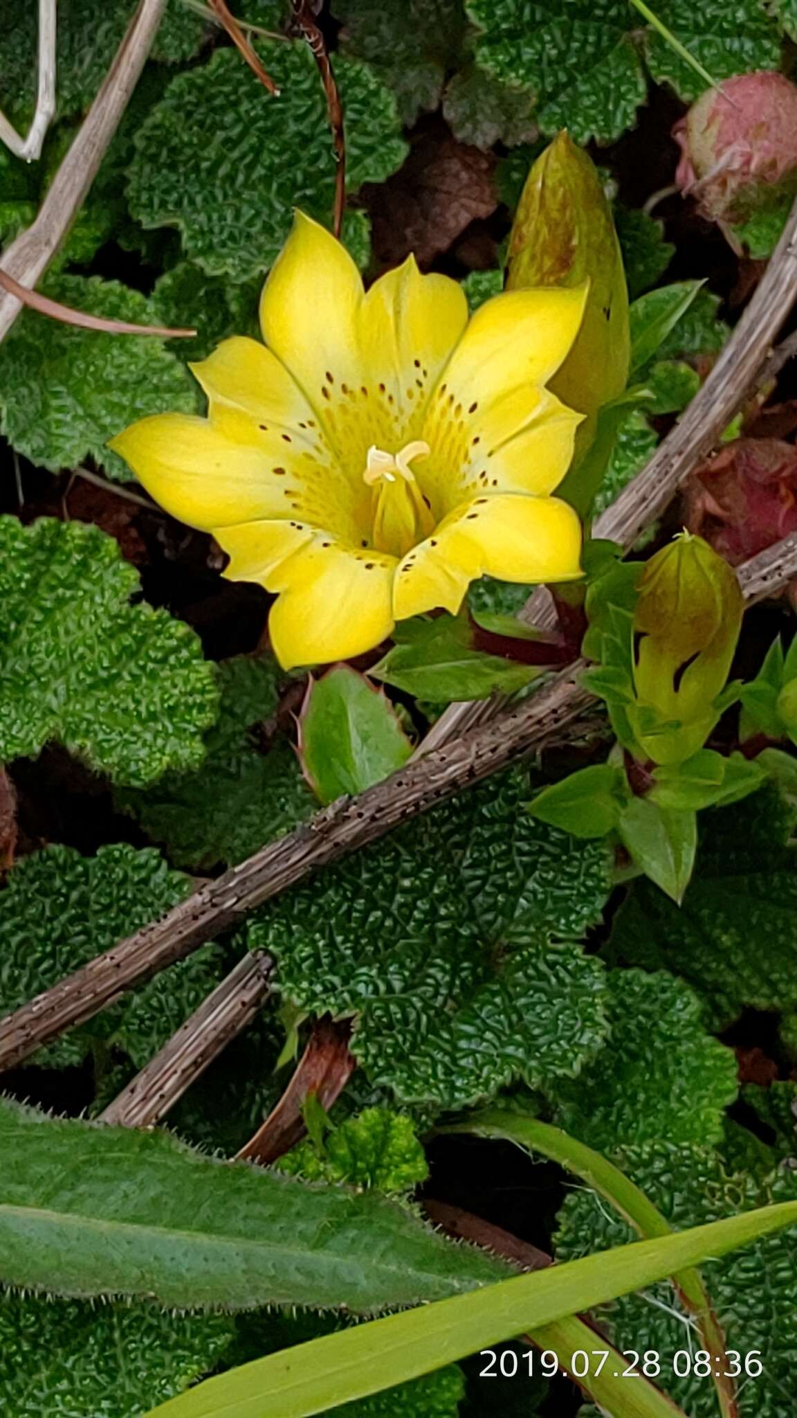 Image of Gentiana scabrida Hayata