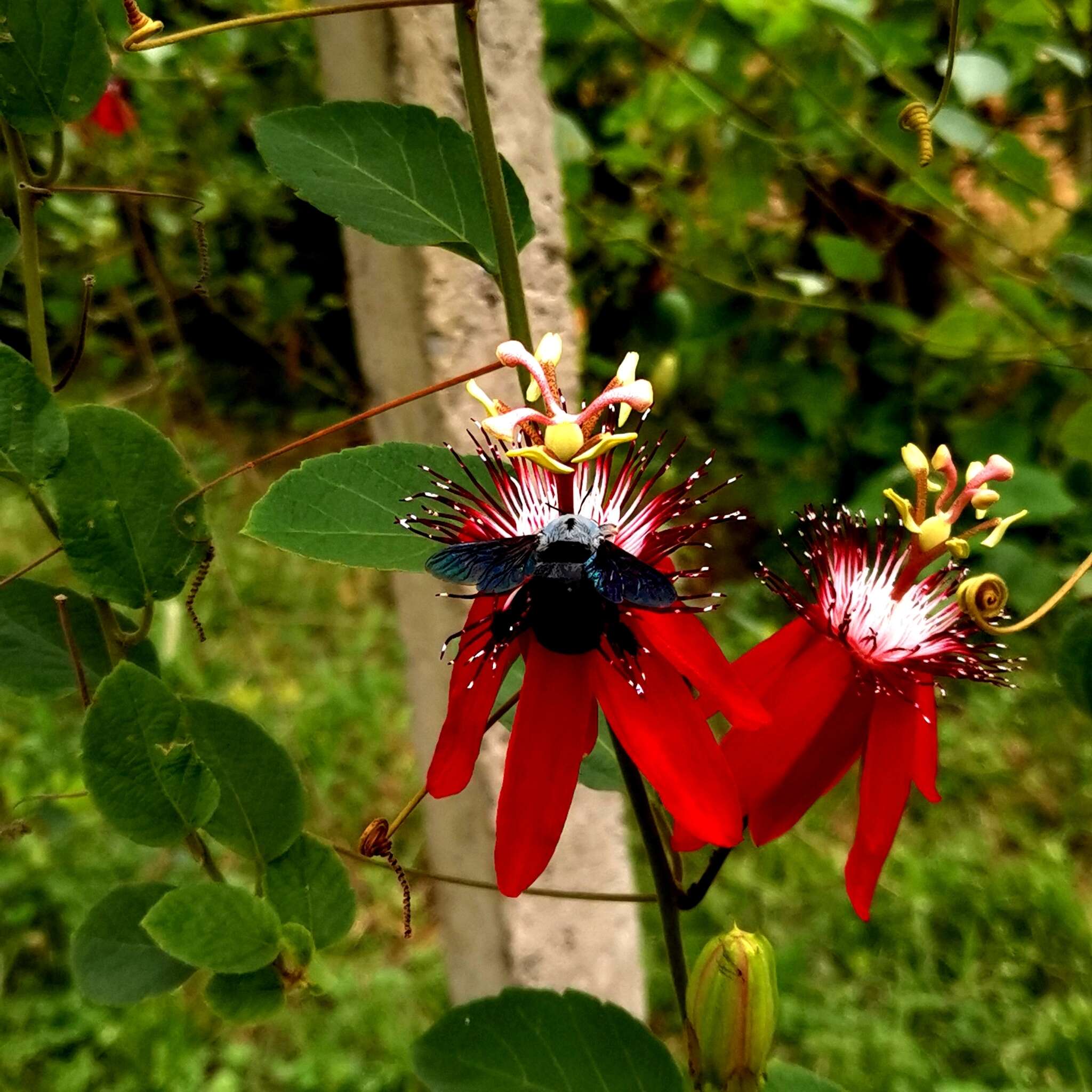 Image de Xylocopa abbotti (Cockerell 1909)