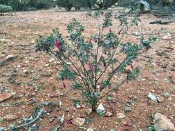 Eremophila latrobei subsp. latrobei的圖片