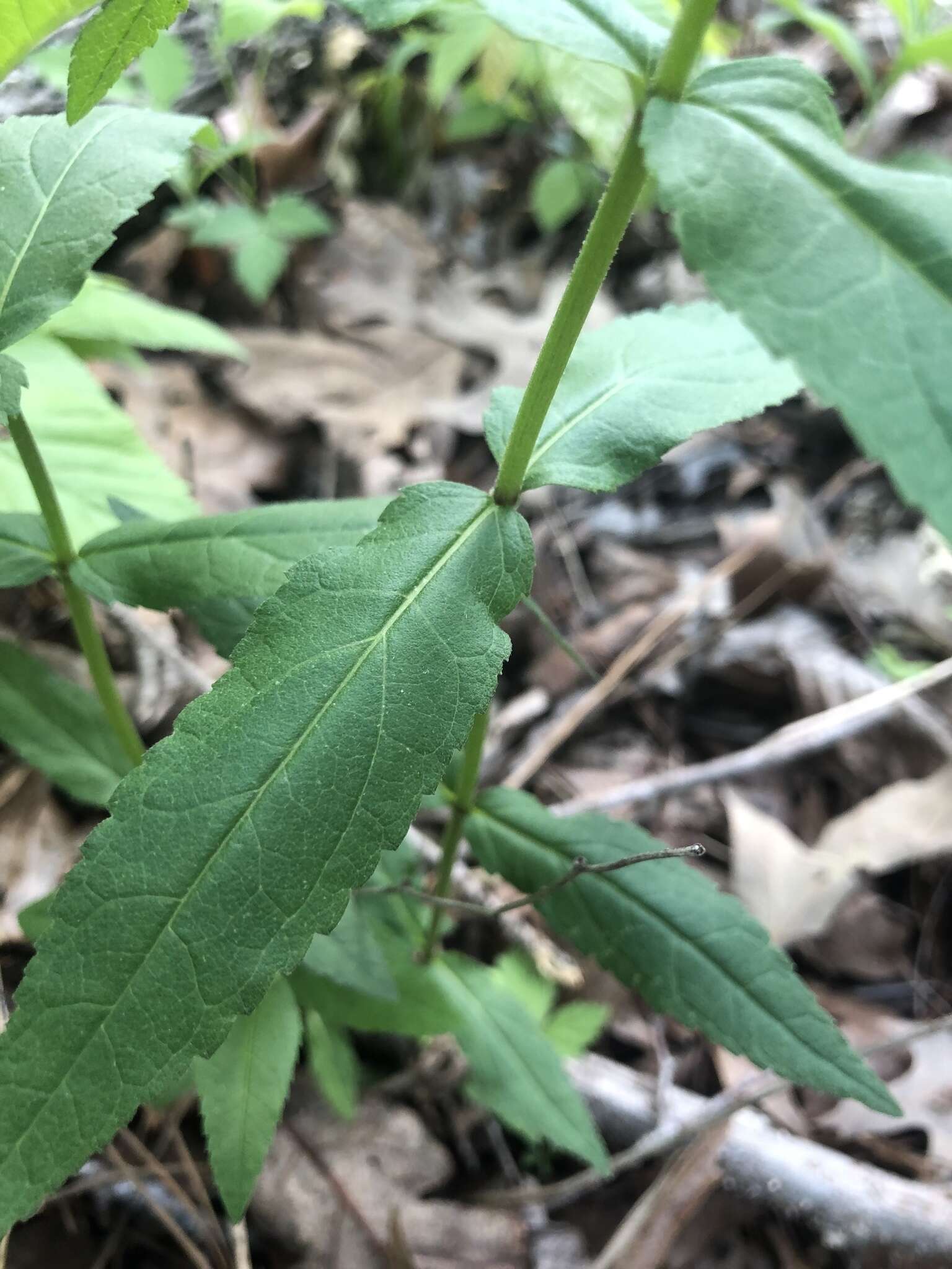 Image of Godfrey's thoroughwort