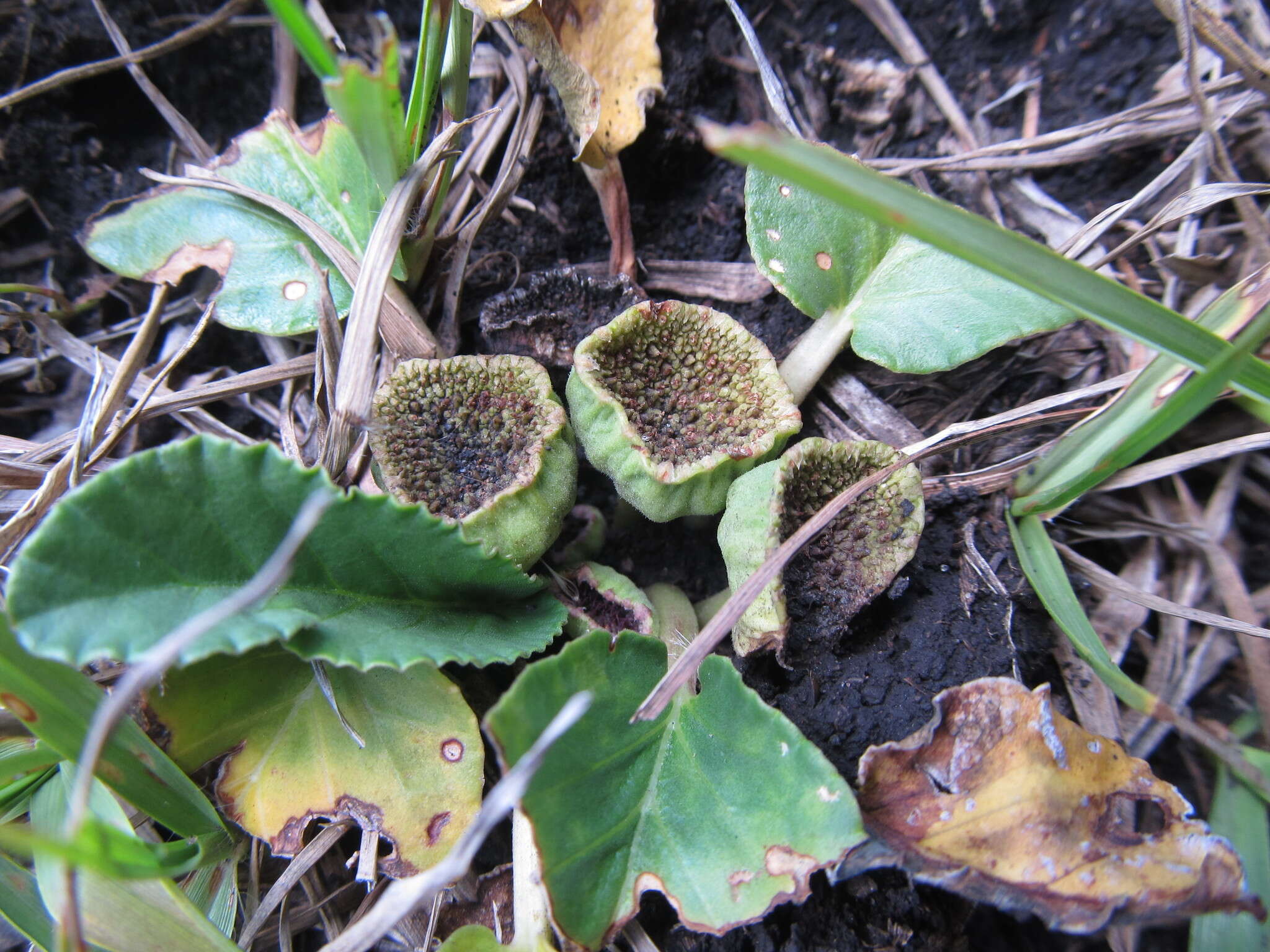 Image of Dorstenia brasiliensis Lam.