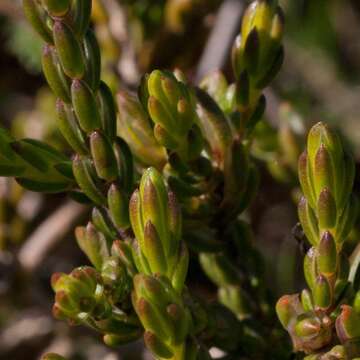 Image of Greater mountain carnation