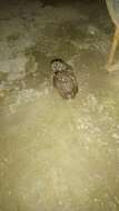 Image of Maghreb Owl
