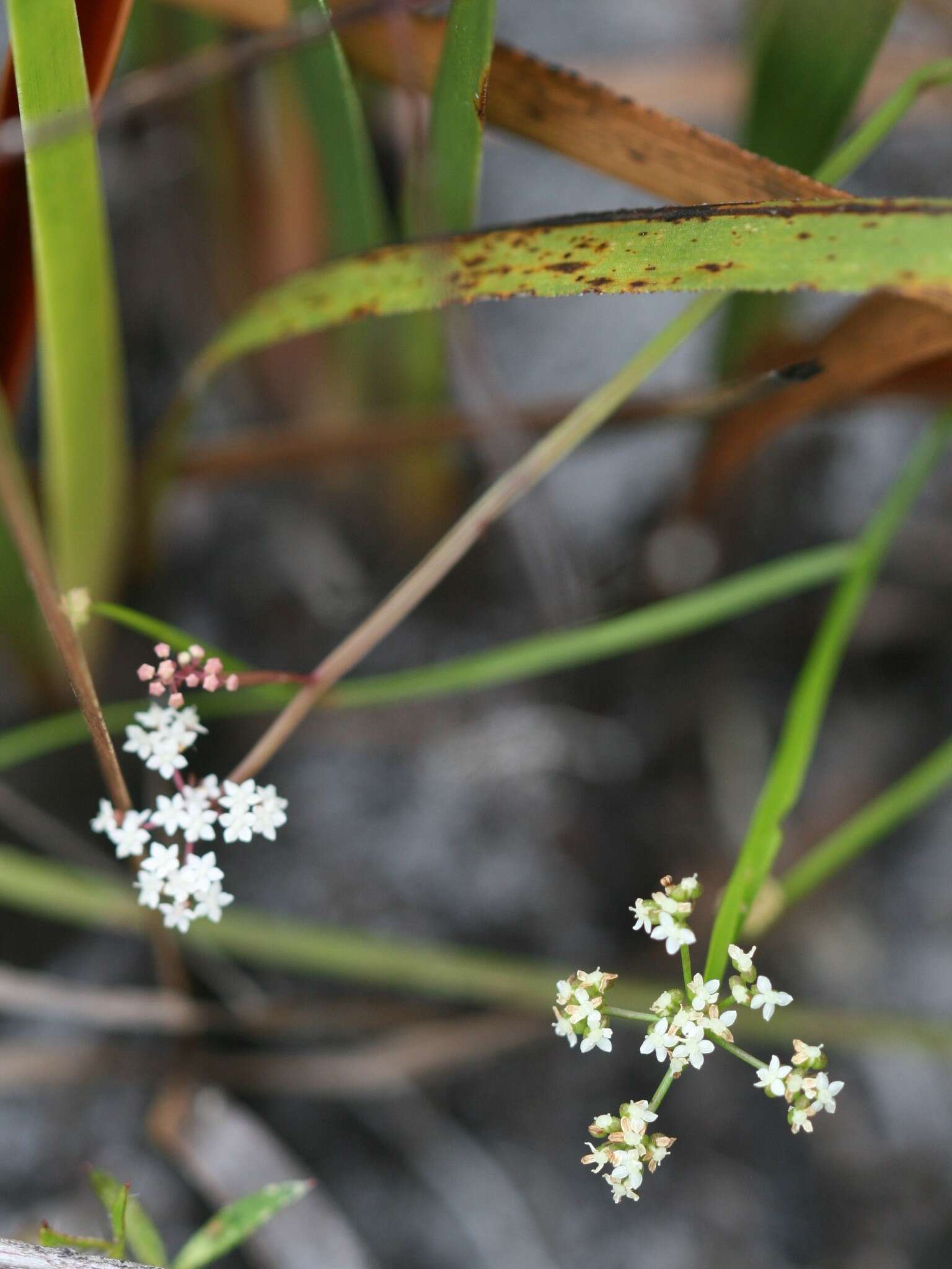 Image of Platysace filiformis (Bunge) C. Norman