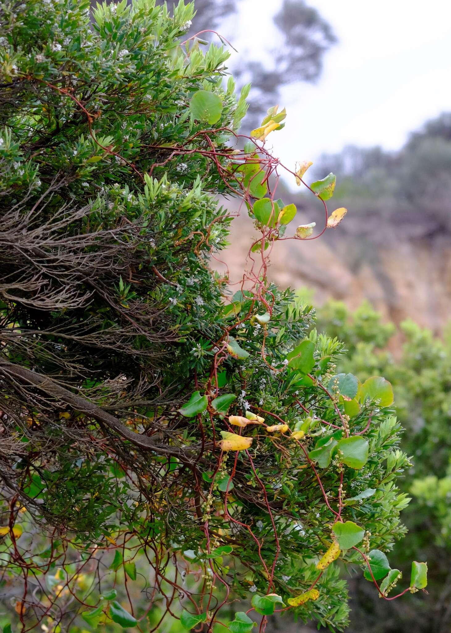 Image of Muehlenbeckia adpressa (Labill.) Meisn.