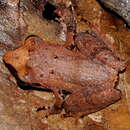 Image of Pseudophilautus folicola (Manamendra-Arachchi & Pethiyagoda 2005)