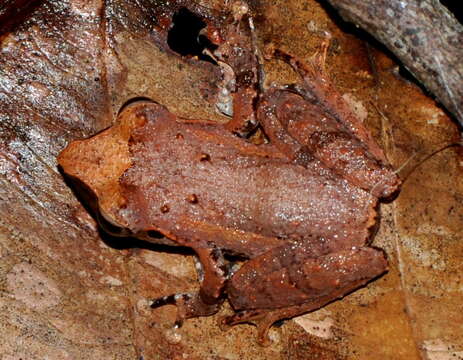 Pseudophilautus folicola (Manamendra-Arachchi & Pethiyagoda 2005)的圖片