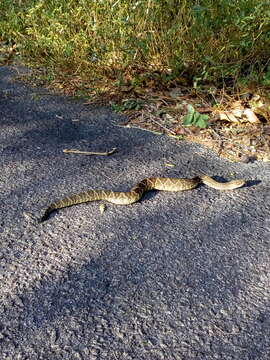 Image of Crotalus durissus terrificus (Laurenti 1768)