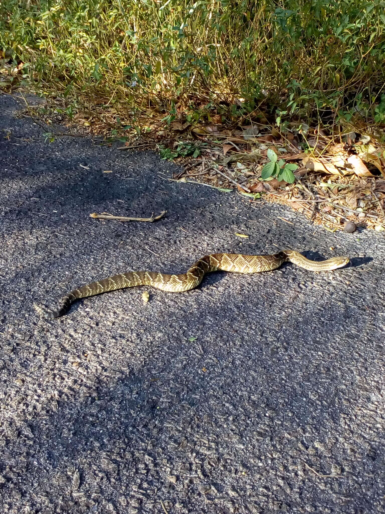 صورة Crotalus durissus terrificus (Laurenti 1768)