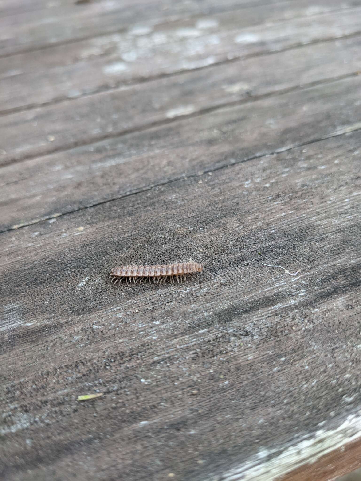 Image of Flat-backed millipede