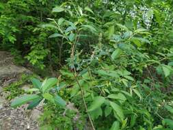 Image of Almond-leaved Willow