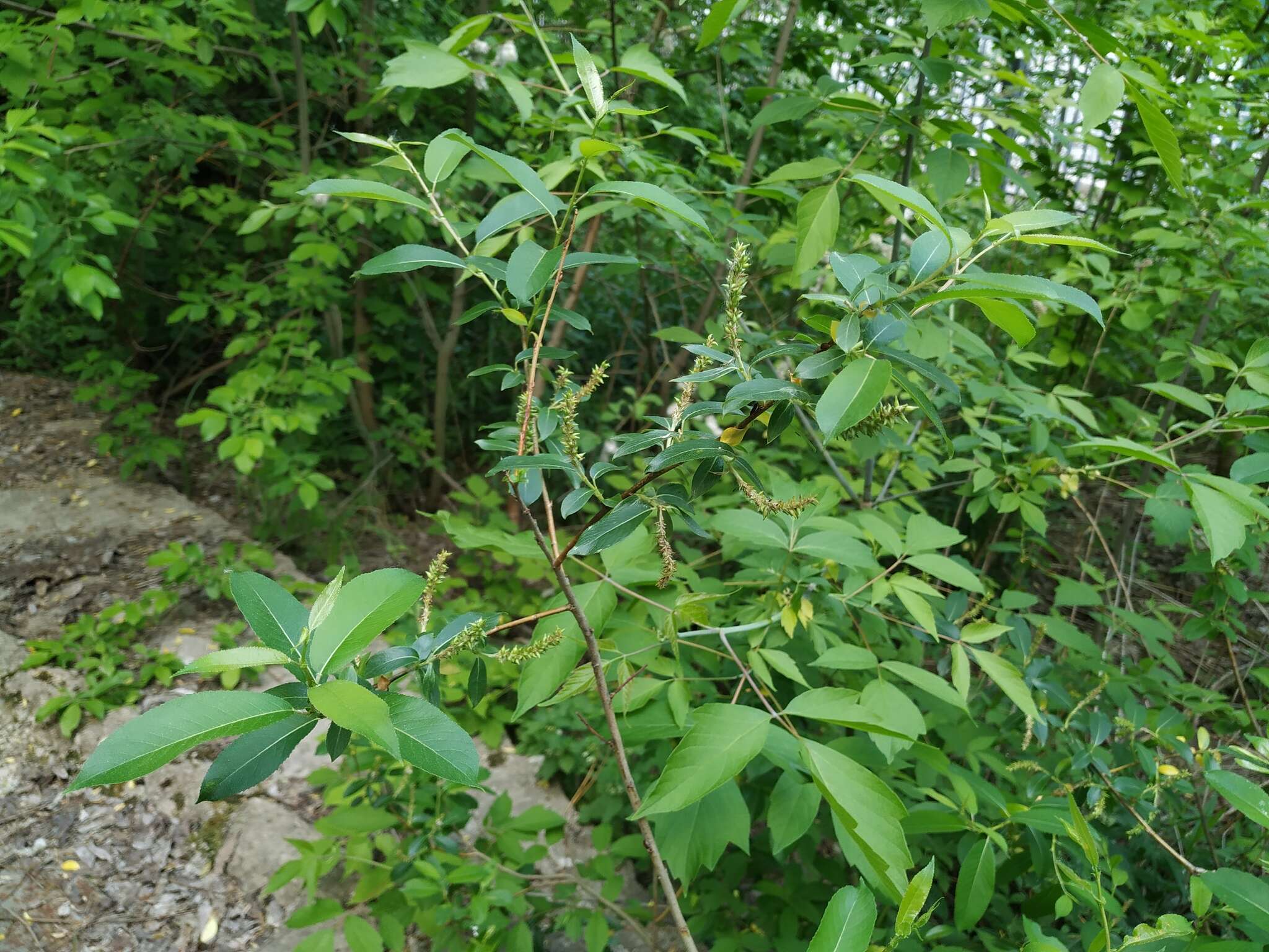 Image of Almond-leaved Willow