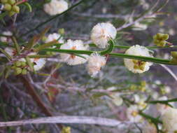 Imagem de Acacia stenoptera Benth.