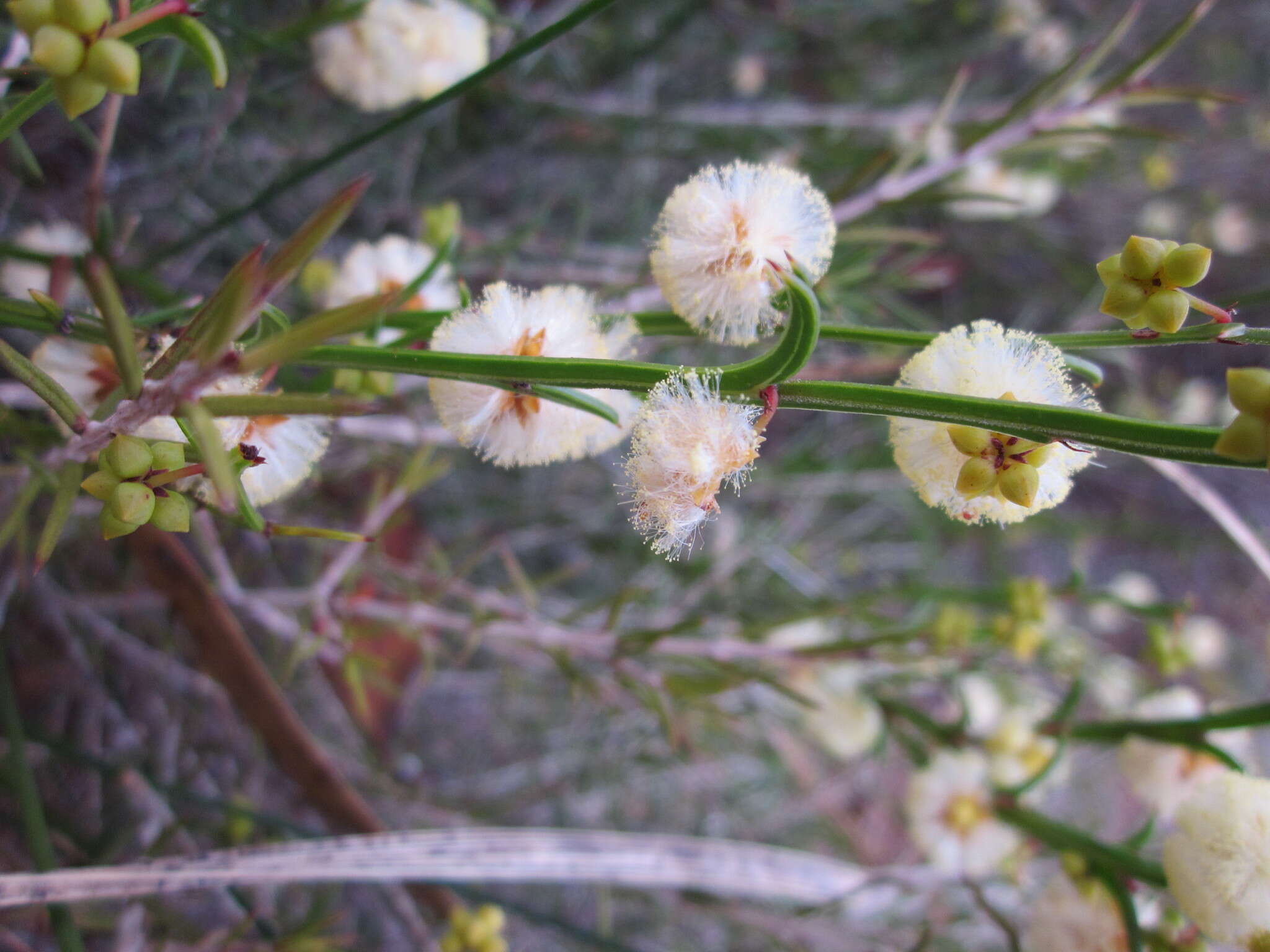 Imagem de Acacia stenoptera Benth.