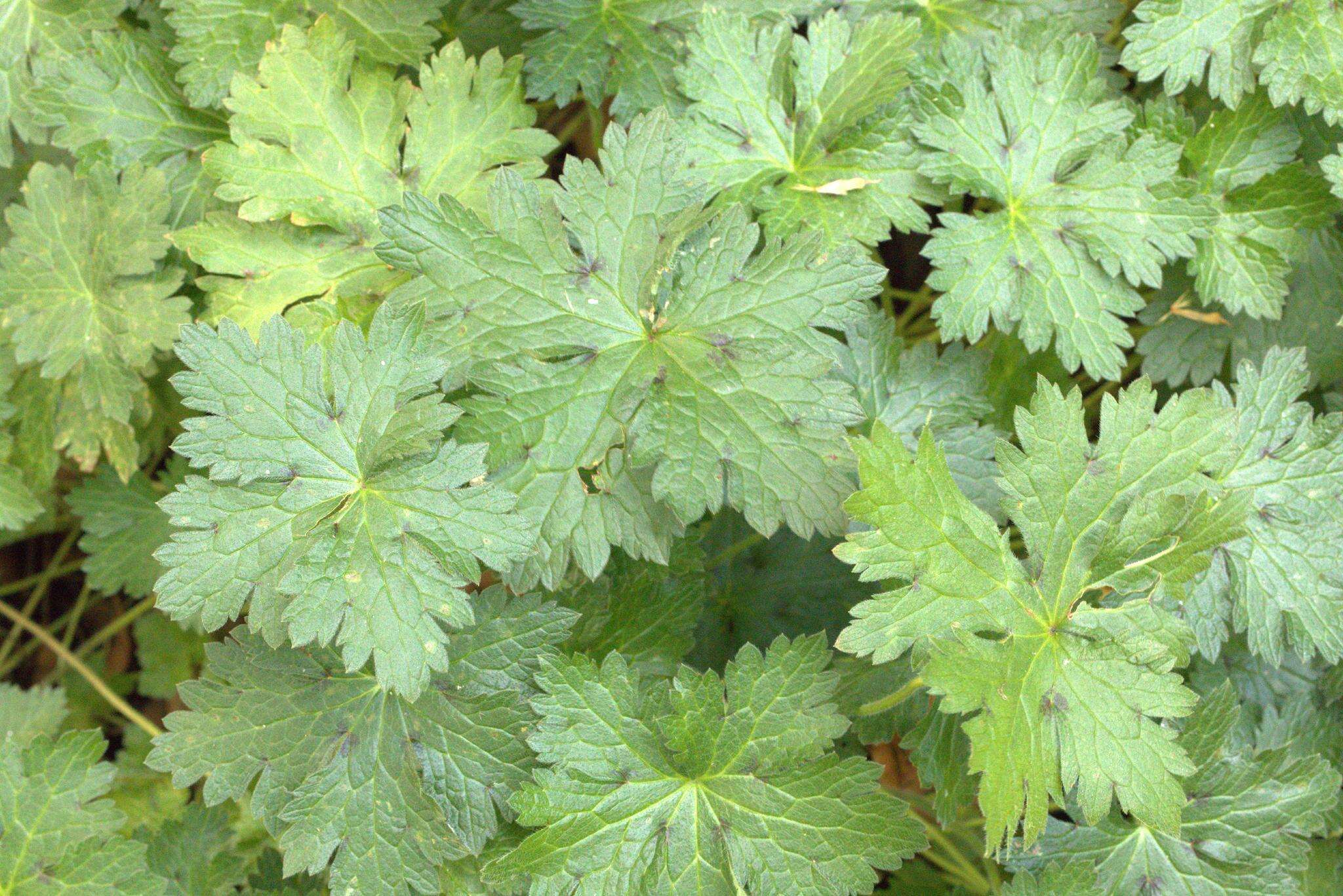 Image of <i>Geranium oxonianum</i>