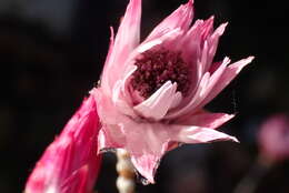 Image of Pink Sewejaartjie