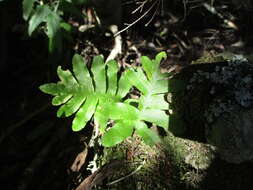 Plancia ëd Polypodium macaronesicum subsp. macaronesicum