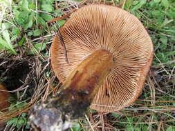 Tricholoma albobrunneum (Pers.) P. Kumm. 1871的圖片