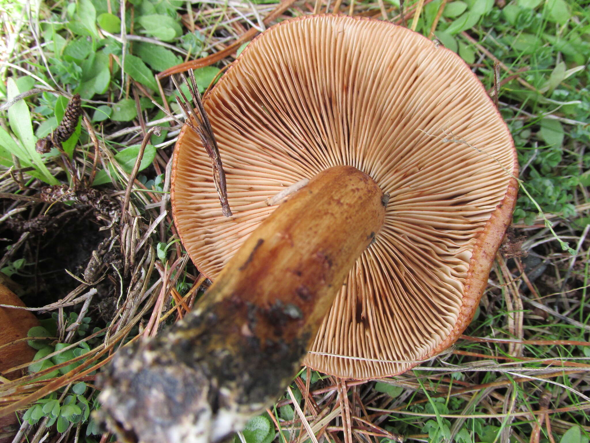 Image de Tricholome à pied blanc et brun