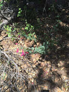 Image of desert penstemon